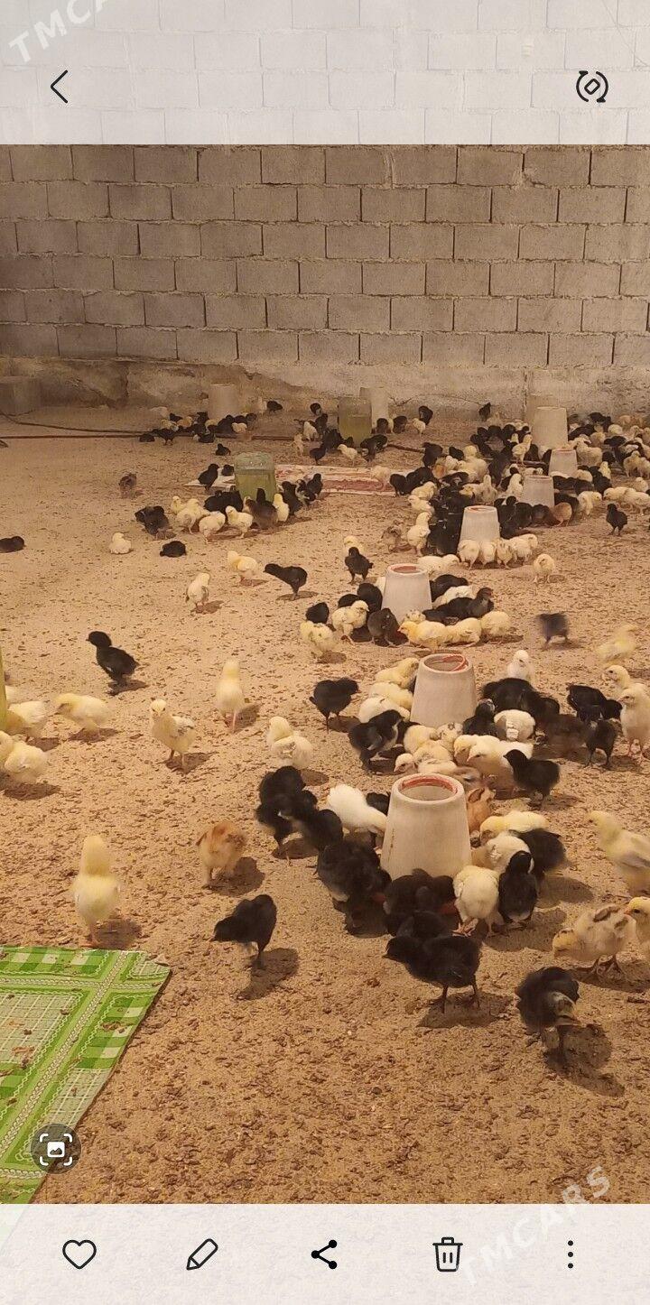 jüýje - Gökdepe - img 2