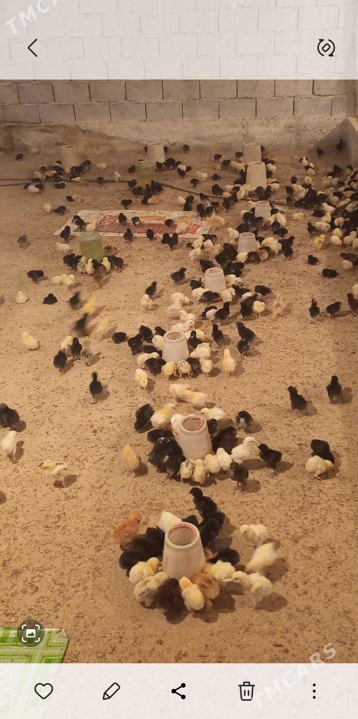 jüýje - Gökdepe - img 1