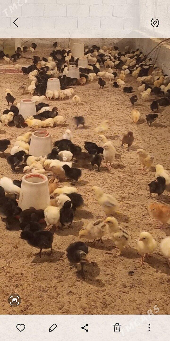 jüýje - Gökdepe - img 3