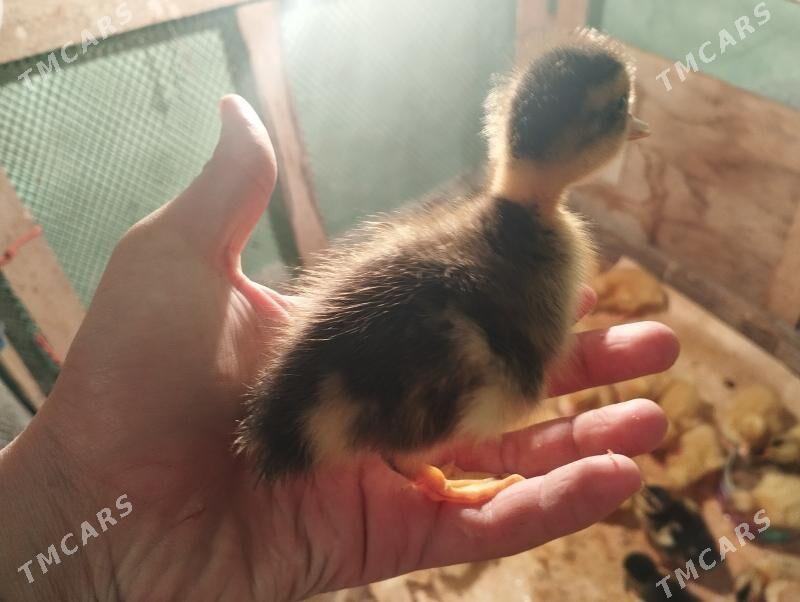 ordek gak gak - Balkanabat - img 3