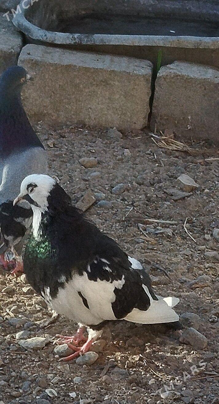 kepderi - Туркменбаши - img 3