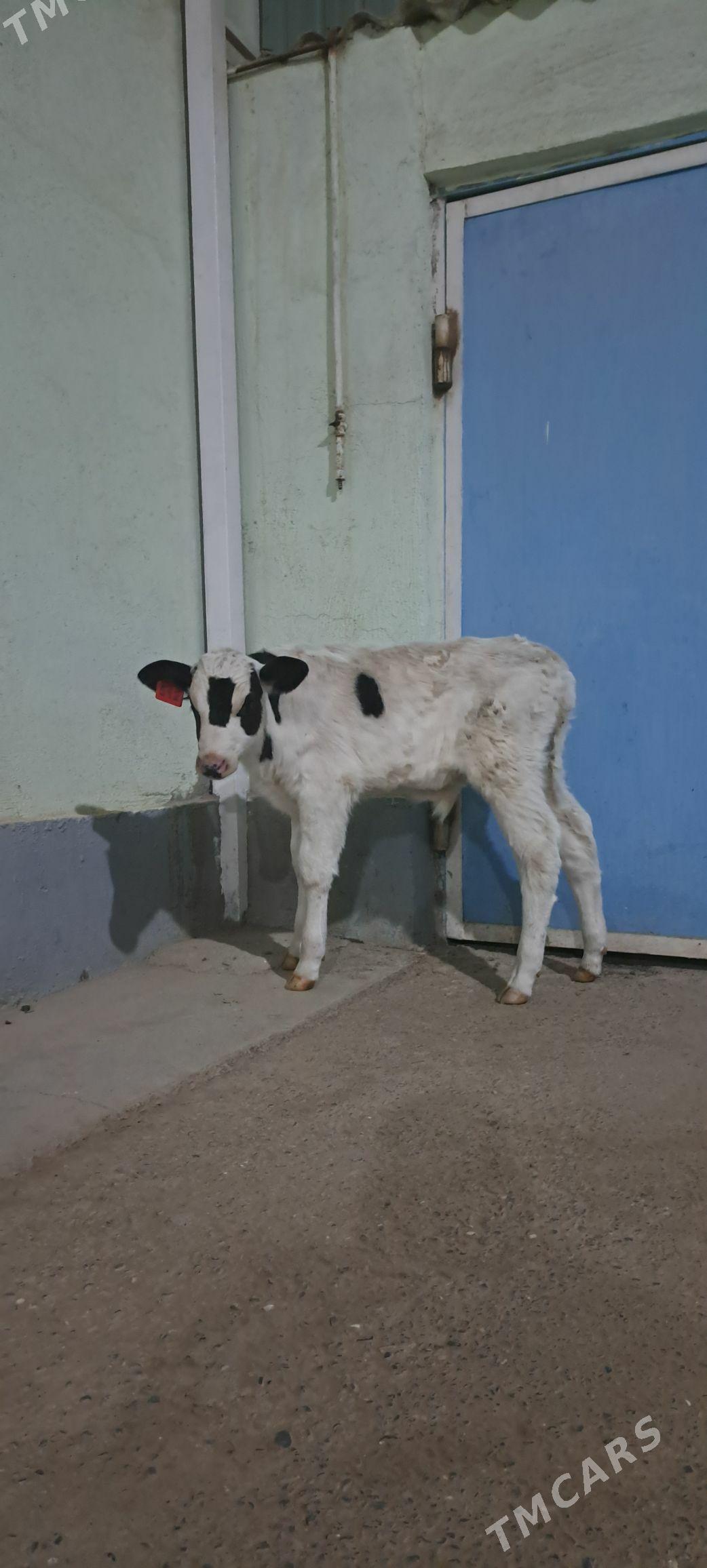 Golejuk Galesdeyin - Гёкдепе - img 5