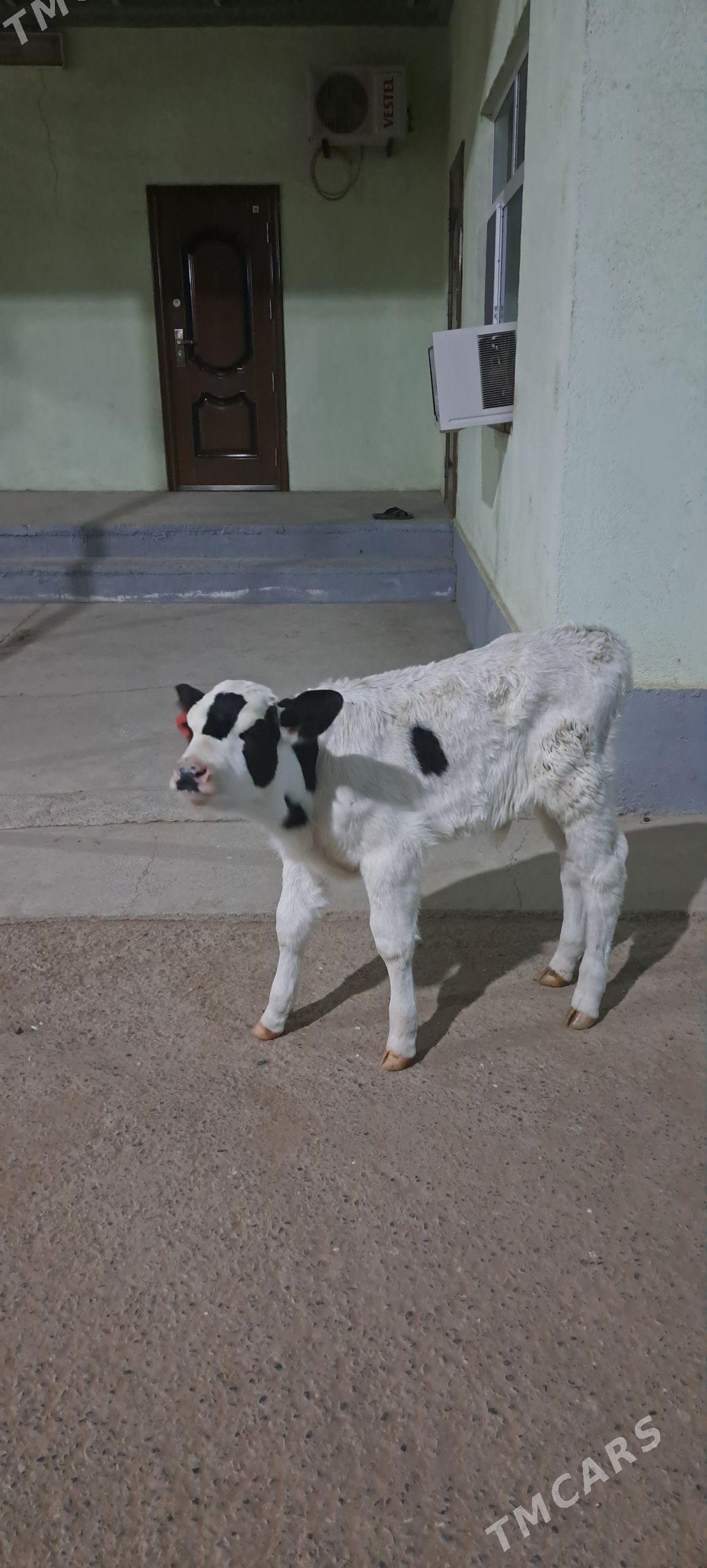 Golejuk Galesdeyin - Гёкдепе - img 2