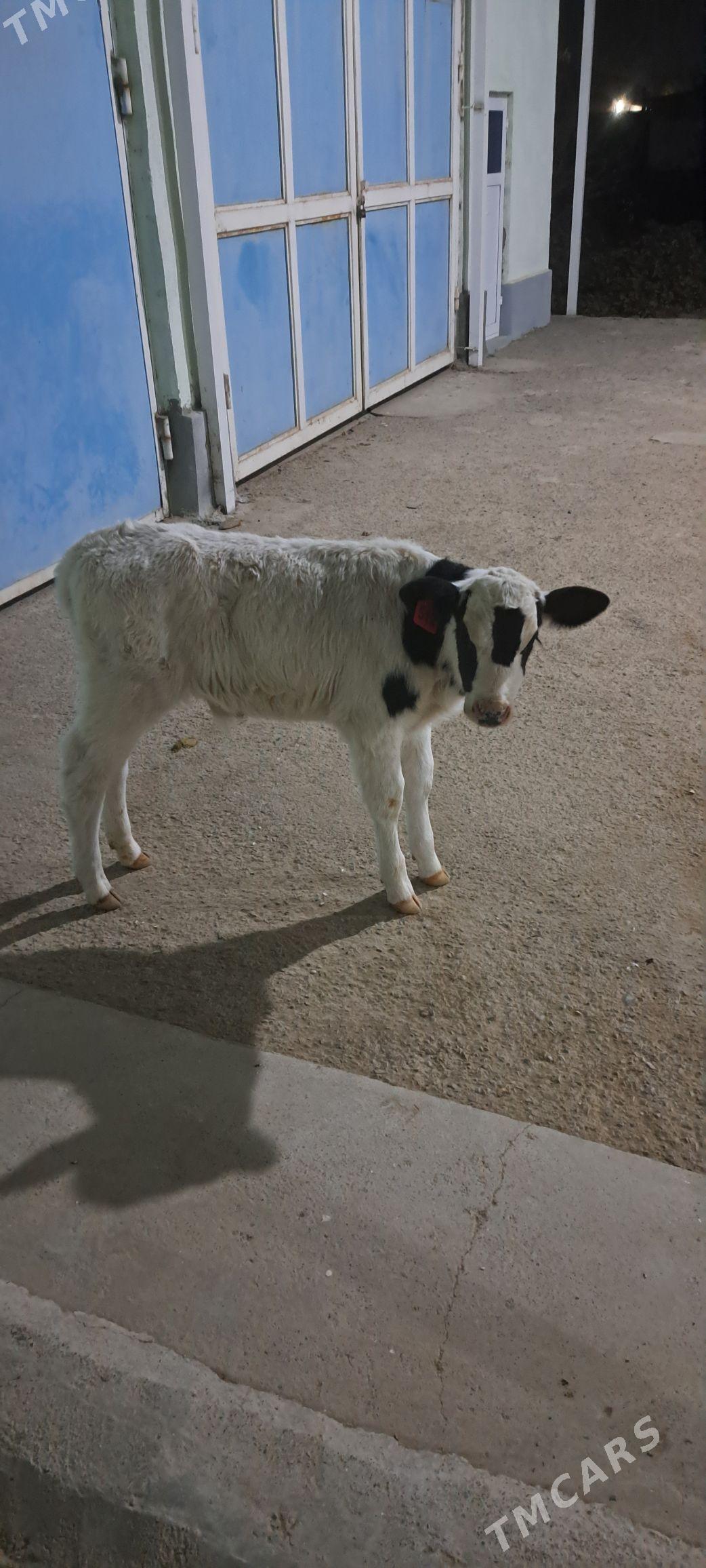 Golejuk Galesdeyin - Гёкдепе - img 3