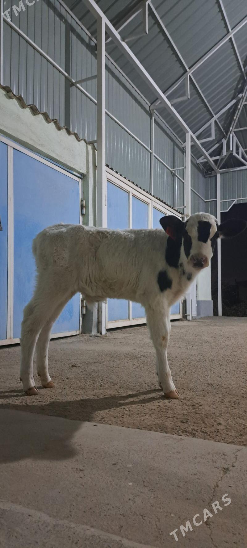 Golejuk Galesdeyin - Гёкдепе - img 1