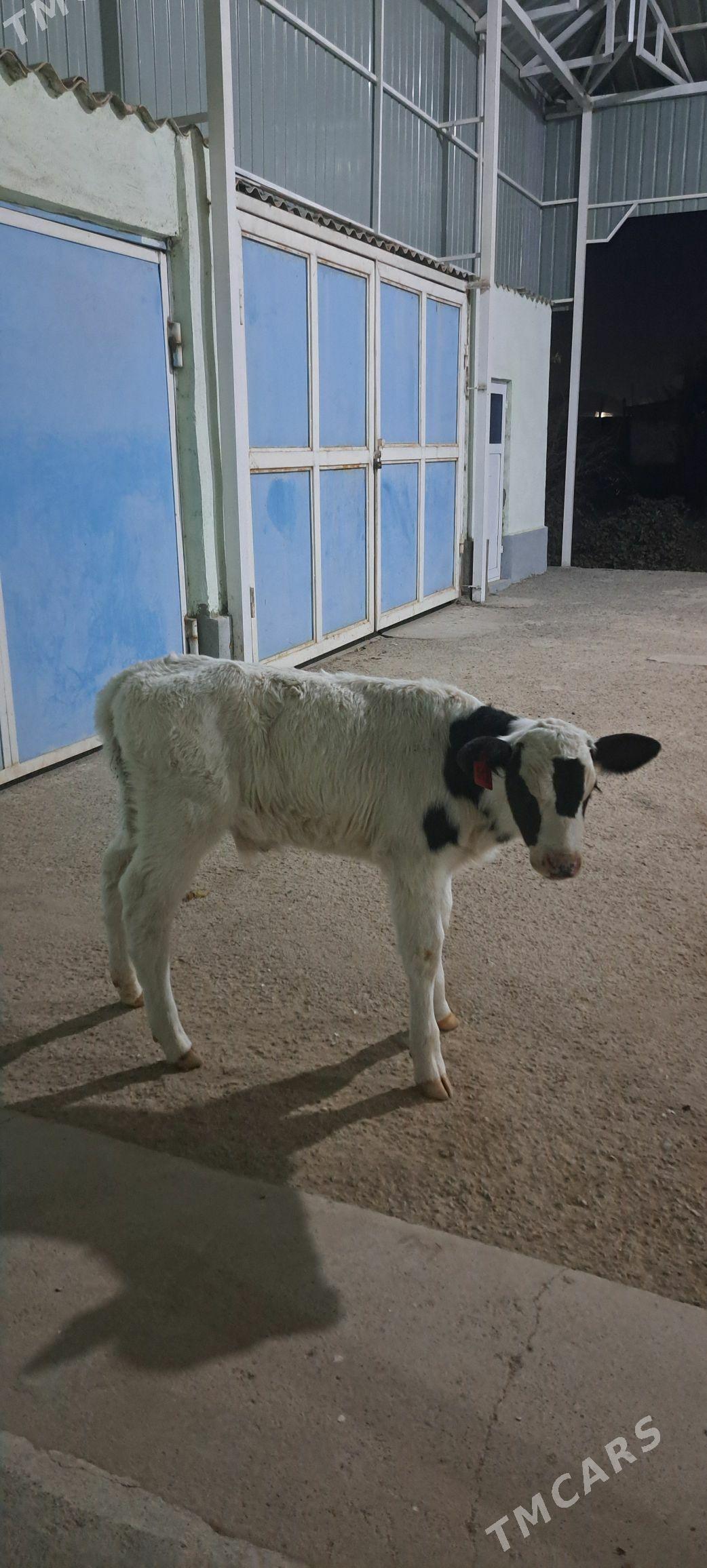 Golejuk Galesdeyin - Гёкдепе - img 6