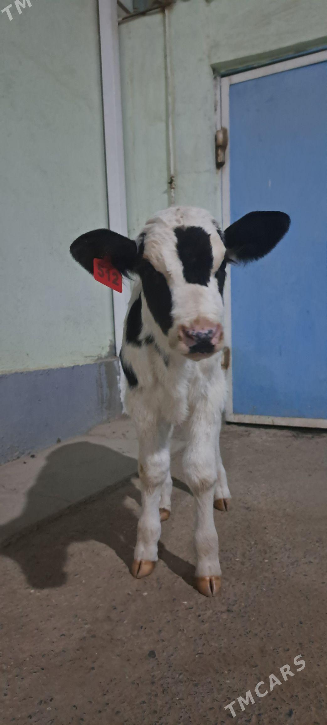 Golejuk Galesdeyin - Гёкдепе - img 4