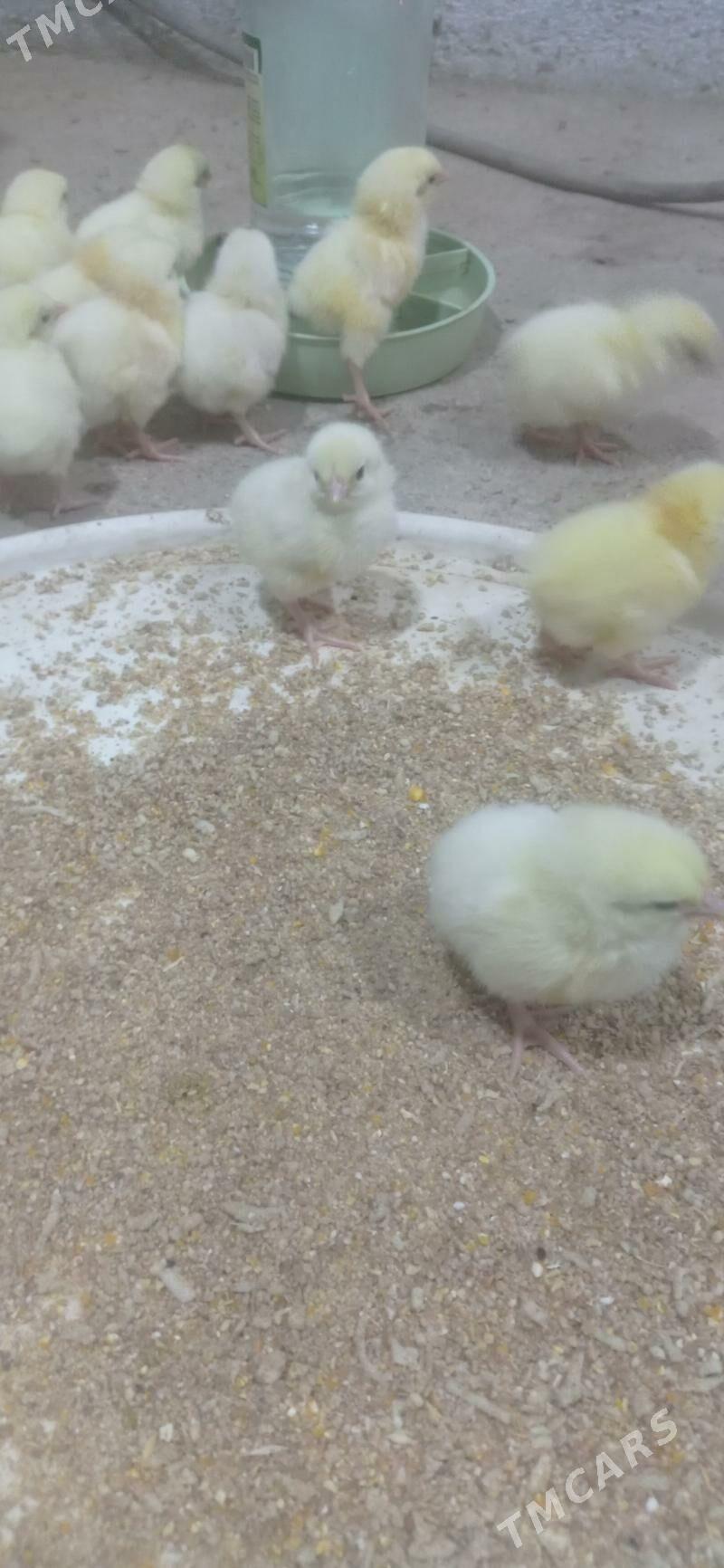 Juyje - Бузмеин - img 3