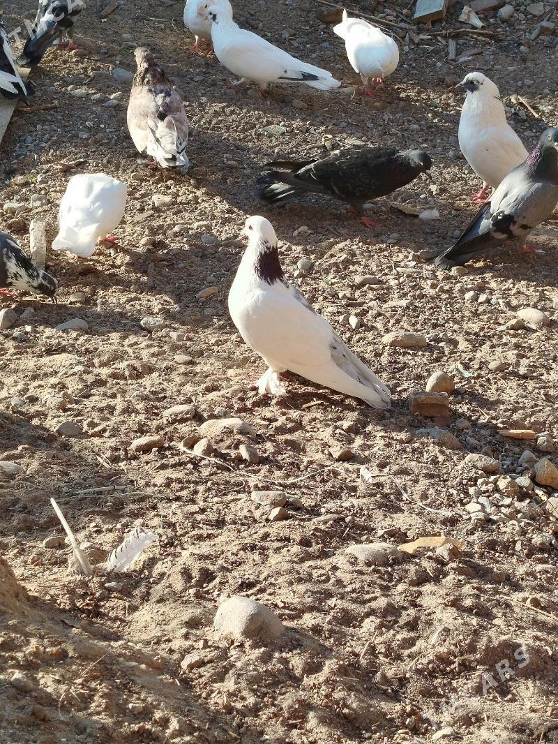 kepderi - Туркменбаши - img 2