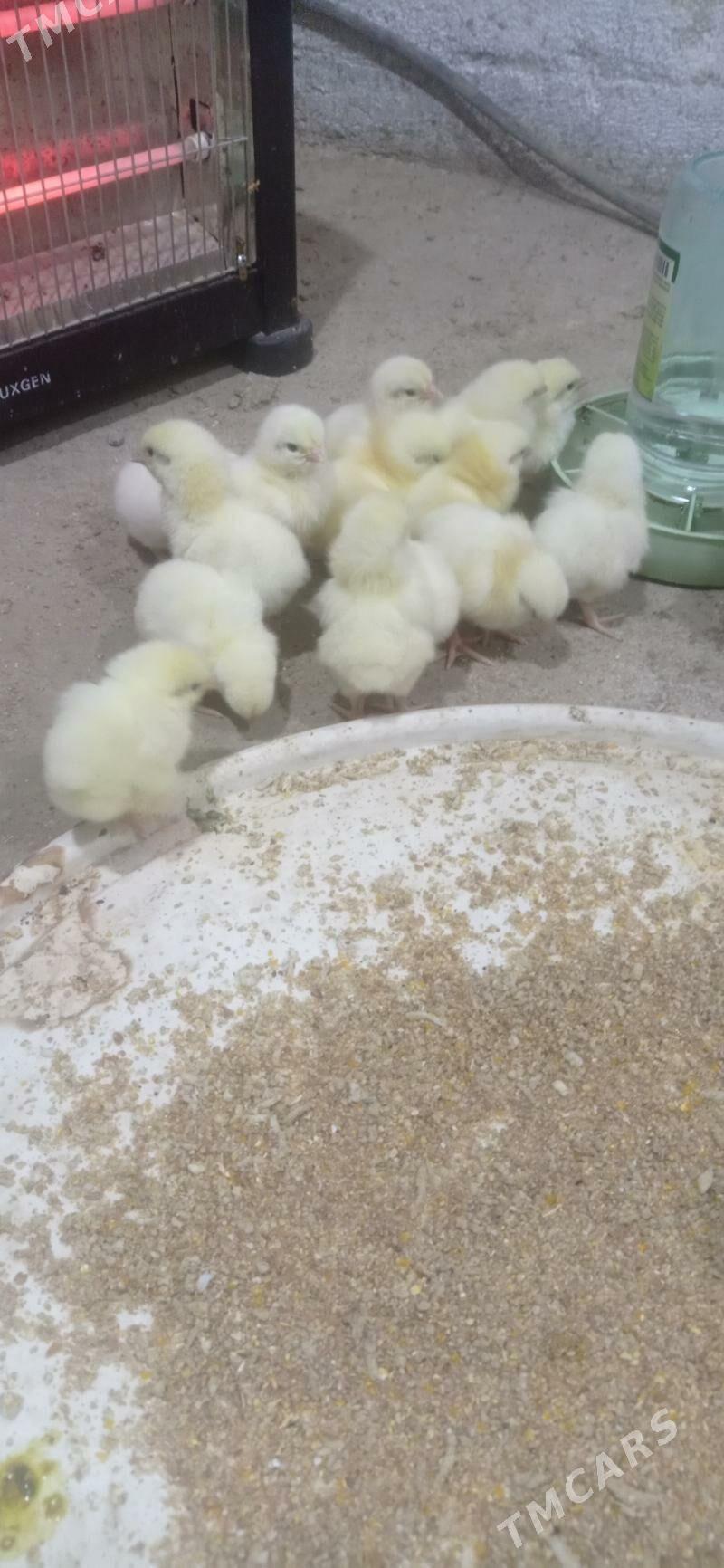 Juyje - Бузмеин - img 4