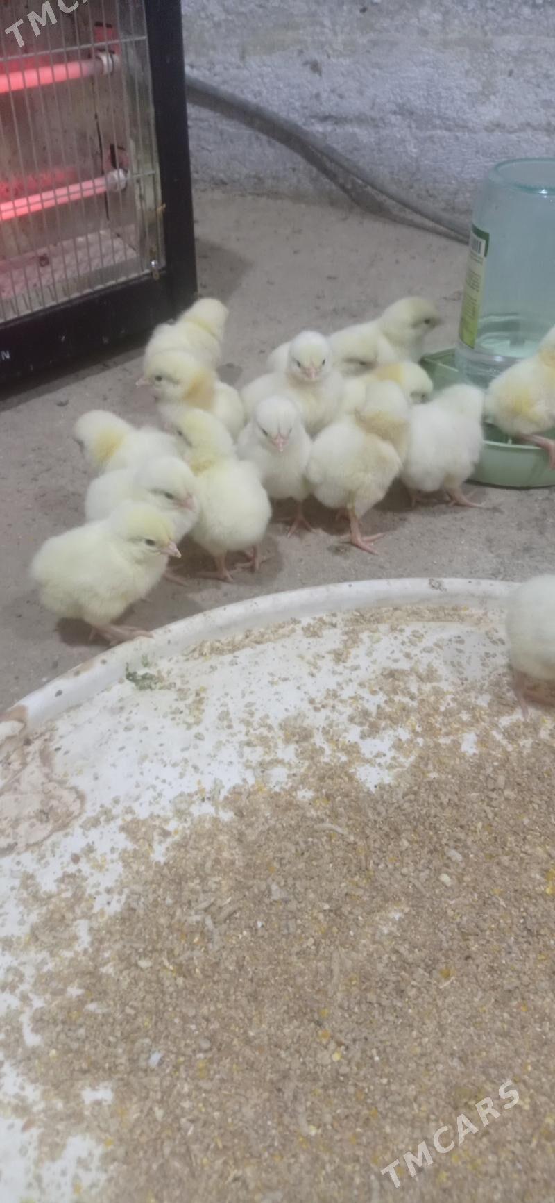 Juyje - Бузмеин - img 2