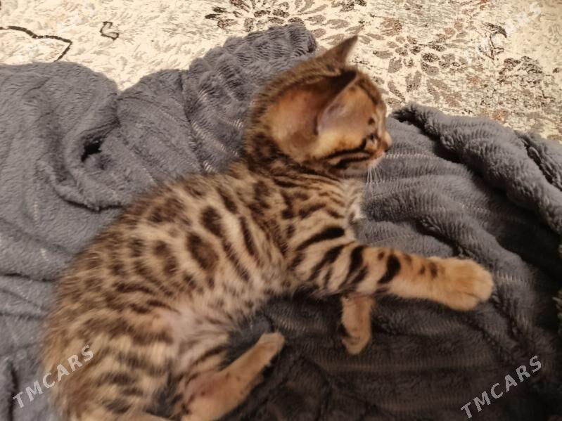 bengal бенгал котята - Gökdepe - img 2