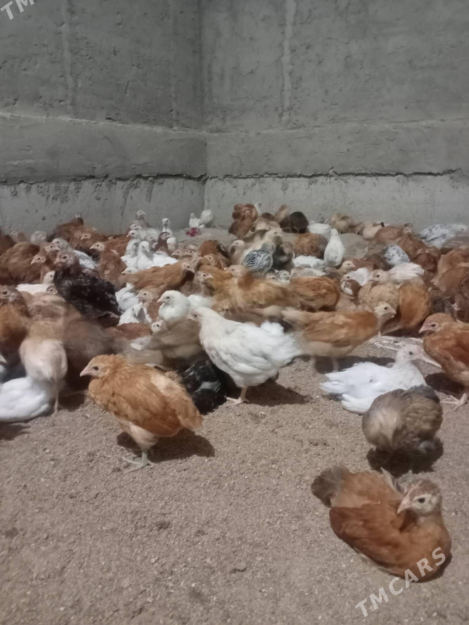 towuk juyje - Wekilbazar - img 3