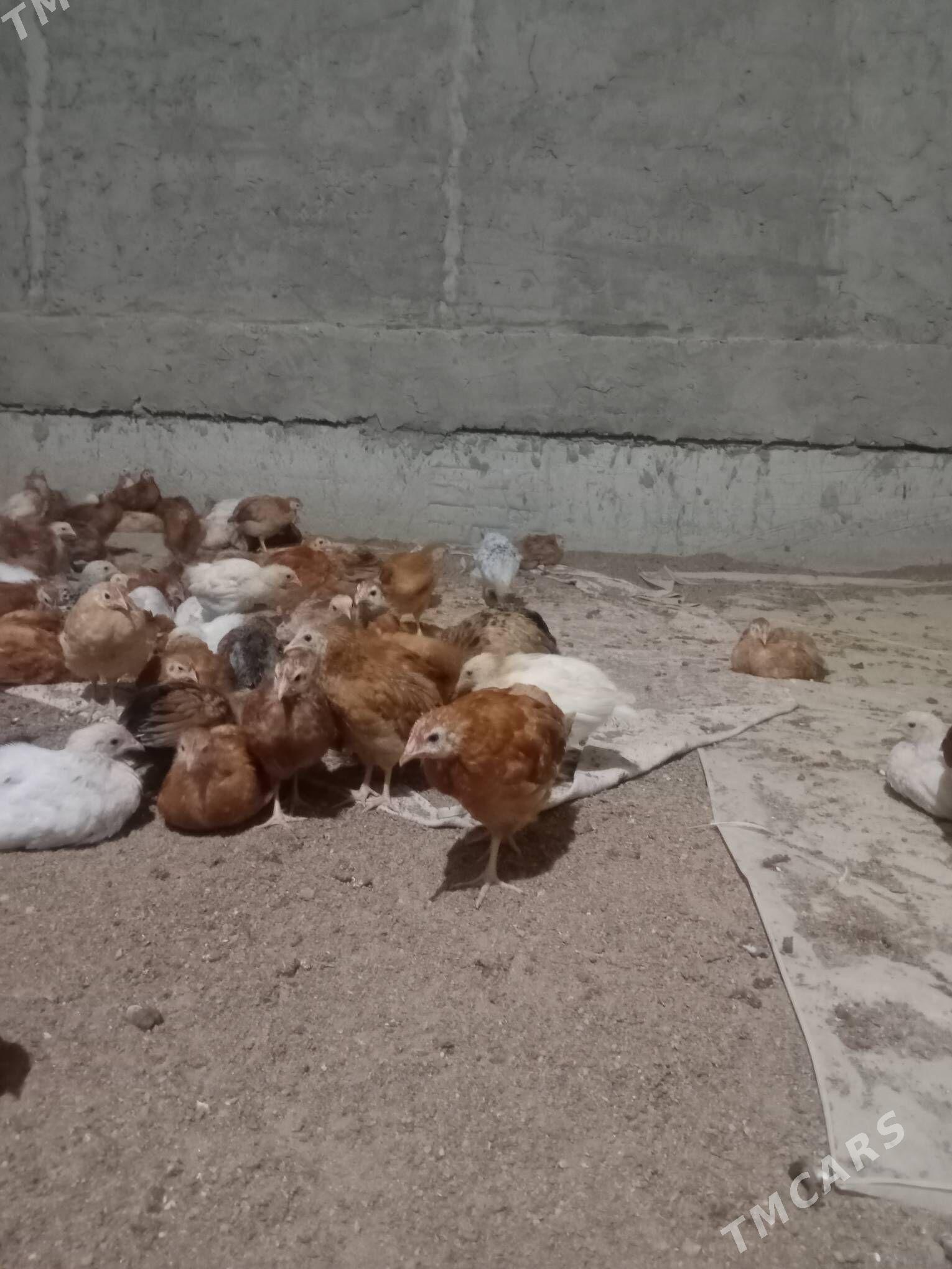 towuk juyje - Wekilbazar - img 2