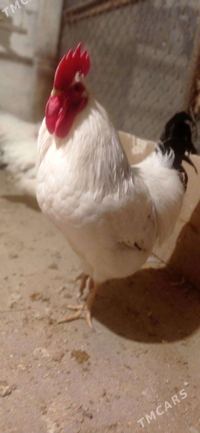 Juyje - Бузмеин - img 5