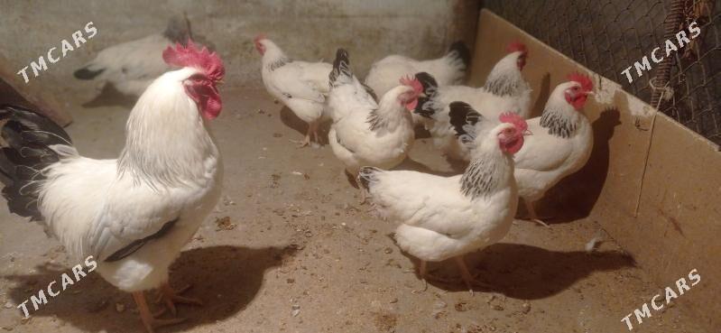 Juyje - Бузмеин - img 6