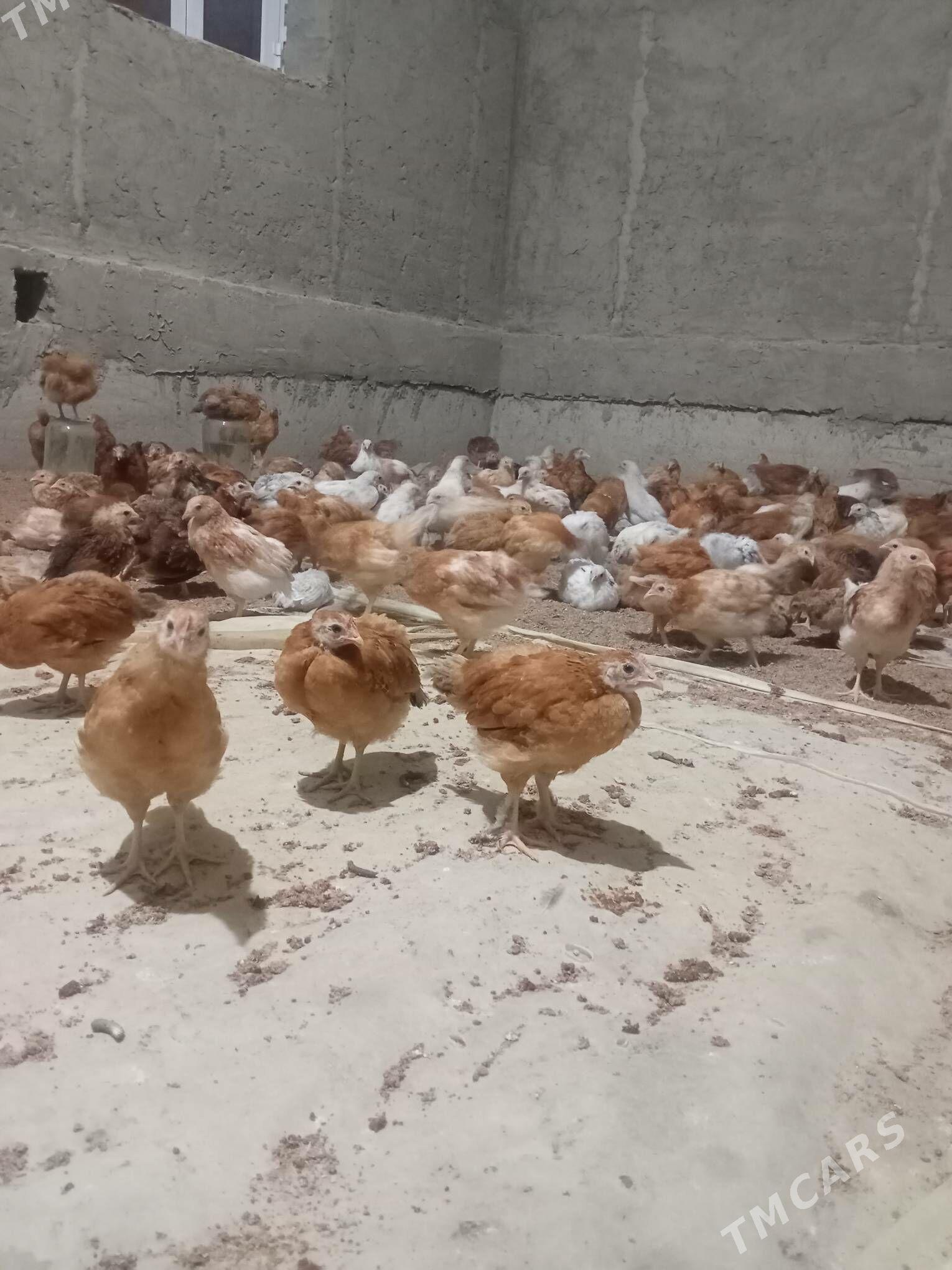 towuk juyje - Wekilbazar - img 1