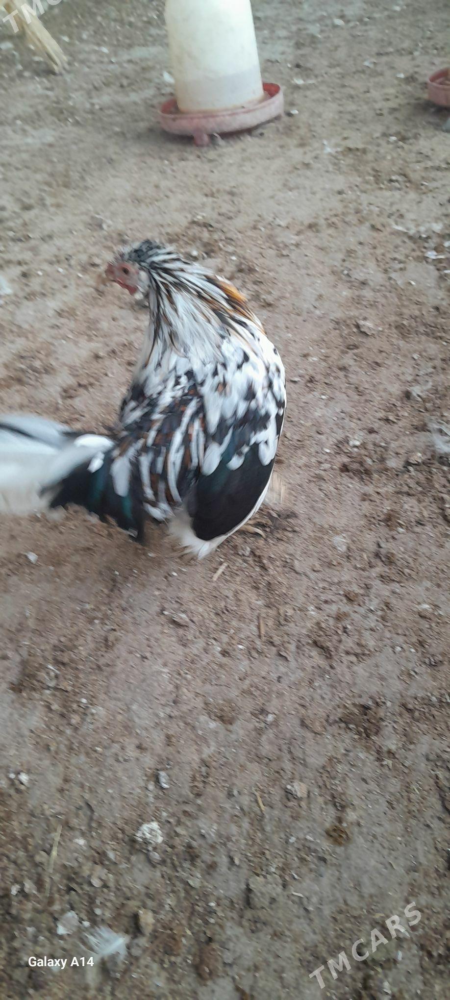 karlik legorin - Gökdepe - img 4