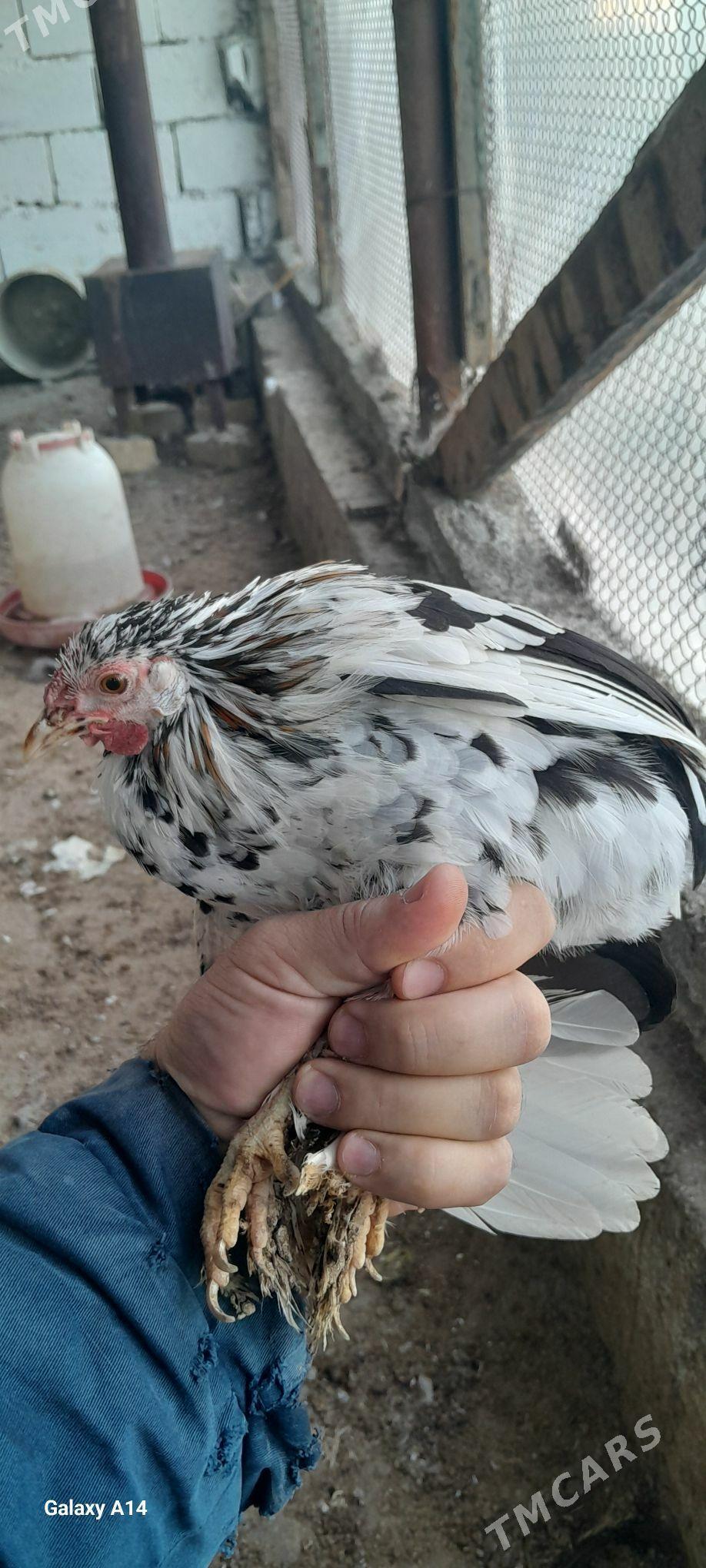 karlik legorin - Gökdepe - img 5