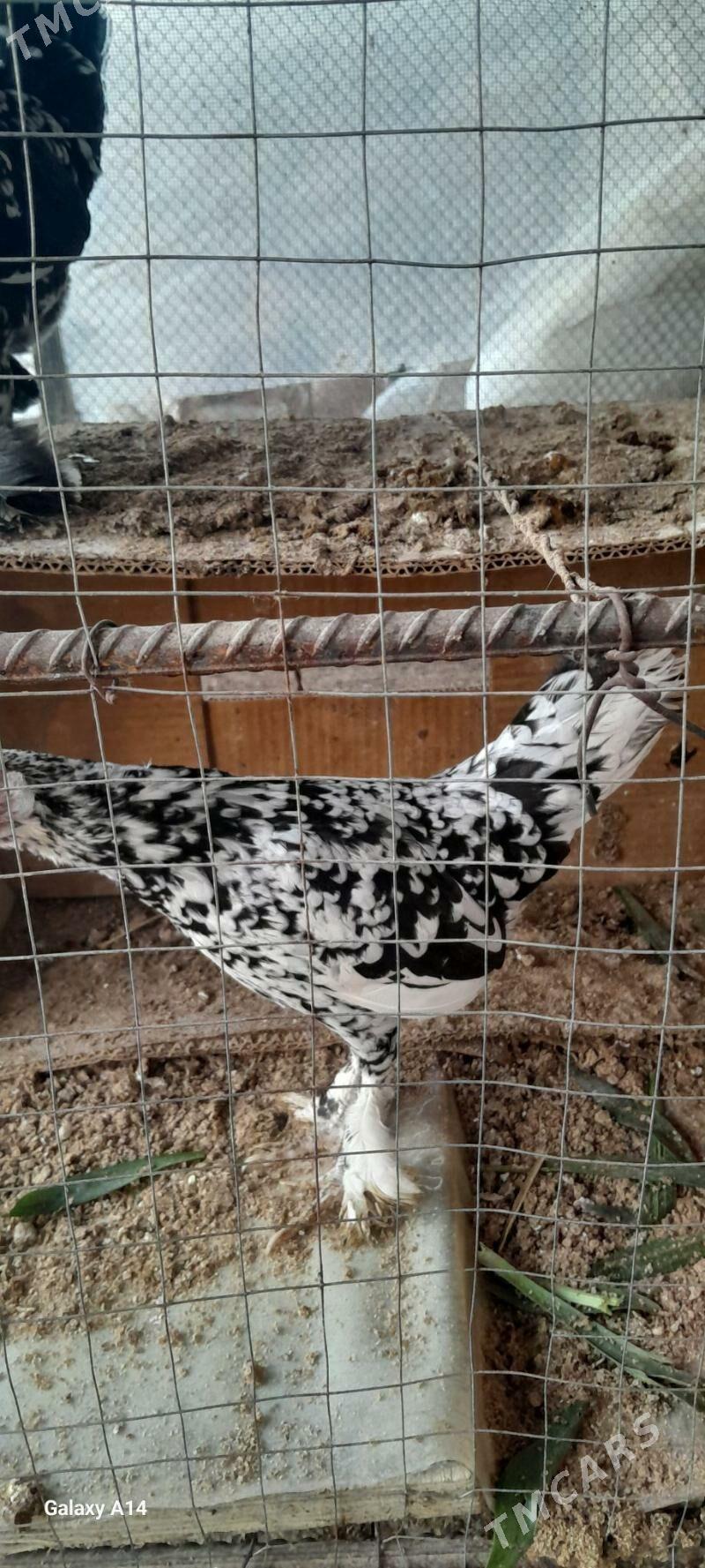 karlik legorin - Gökdepe - img 2