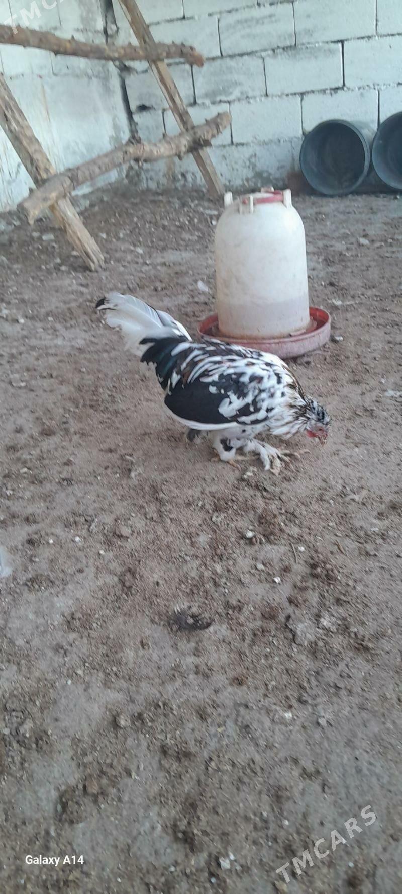 karlik legorin - Gökdepe - img 3