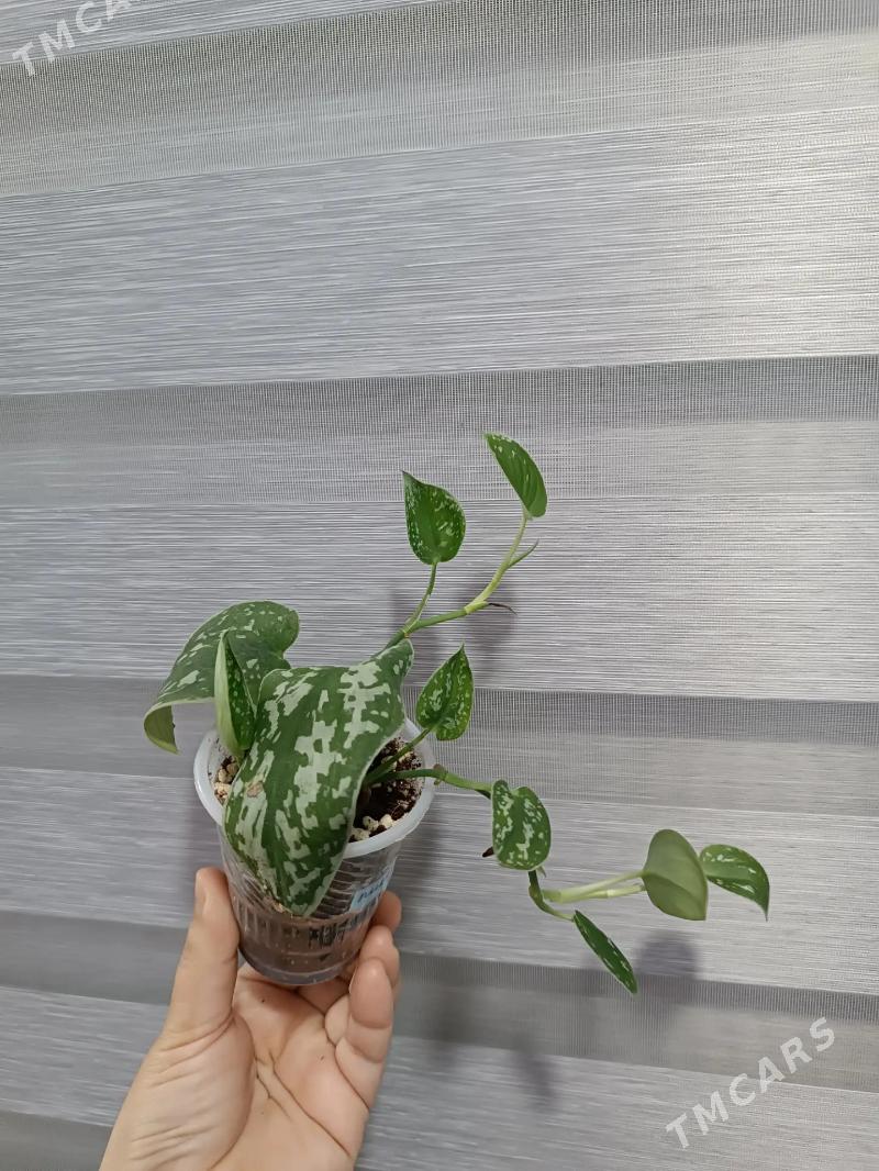 СЦИНДАПСУС ПИКТУС - Ашхабад - img 3