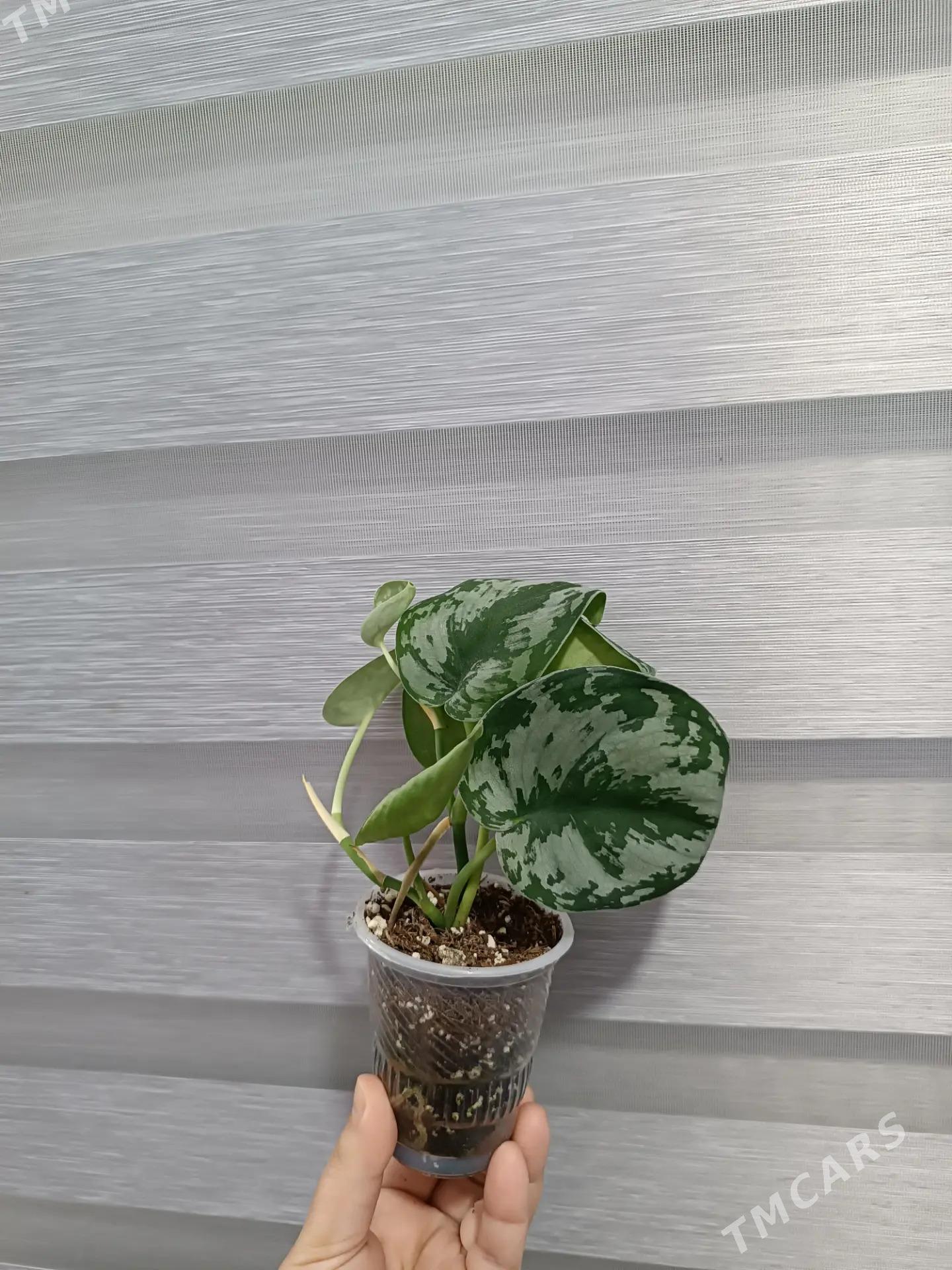 СЦИНДАПСУС ПИКТУС - Ашхабад - img 2