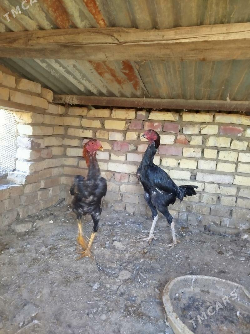 horaz bayes - Теджен - img 1