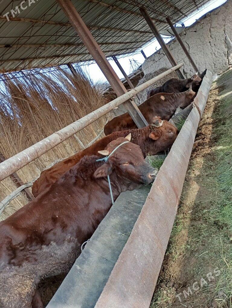 okuz - Türkmenabat - img 3