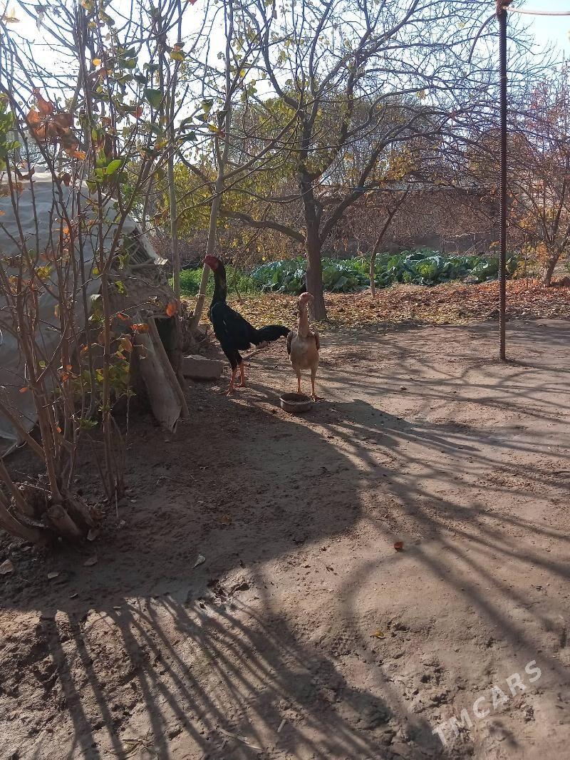 Juje - Türkmenabat - img 1