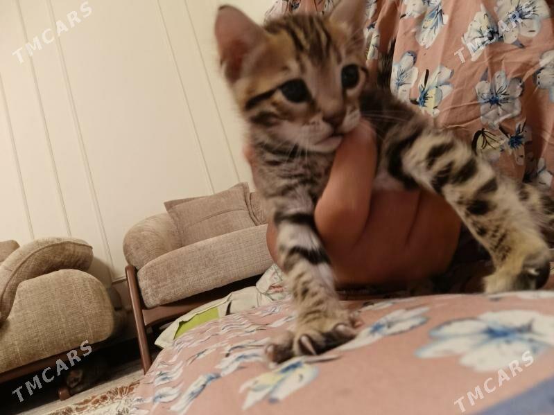 Bengal бенгал котята девочки - Arkadag - img 2