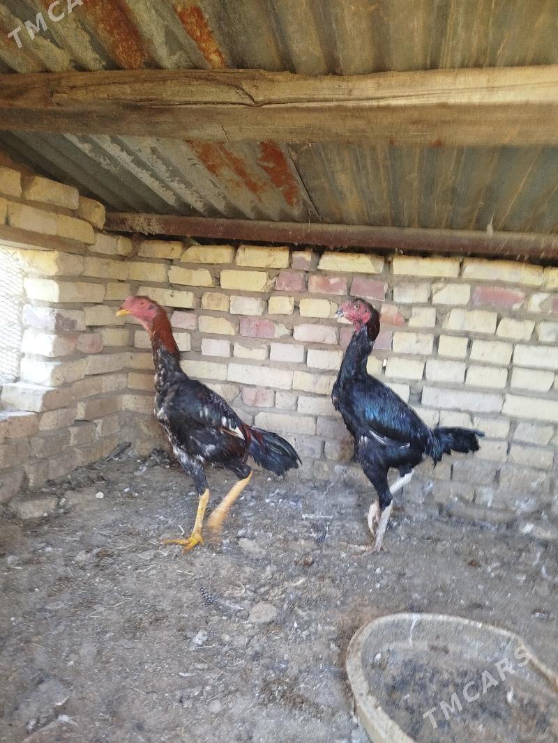 horaz bayes - Теджен - img 2