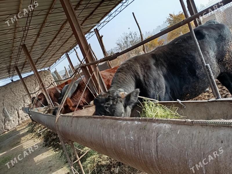 okuz - Türkmenabat - img 2