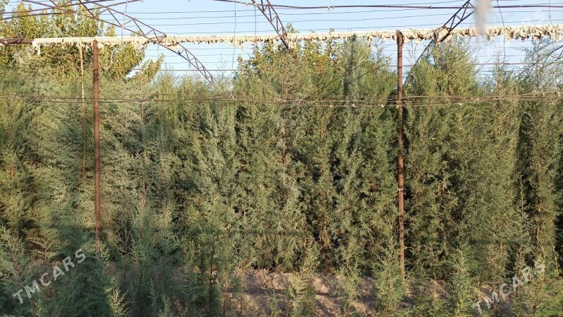 аризонка кипарис йолка - Sakar - img 2