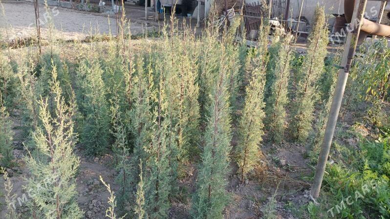 аризонка кипарис йолка - Sakar - img 4