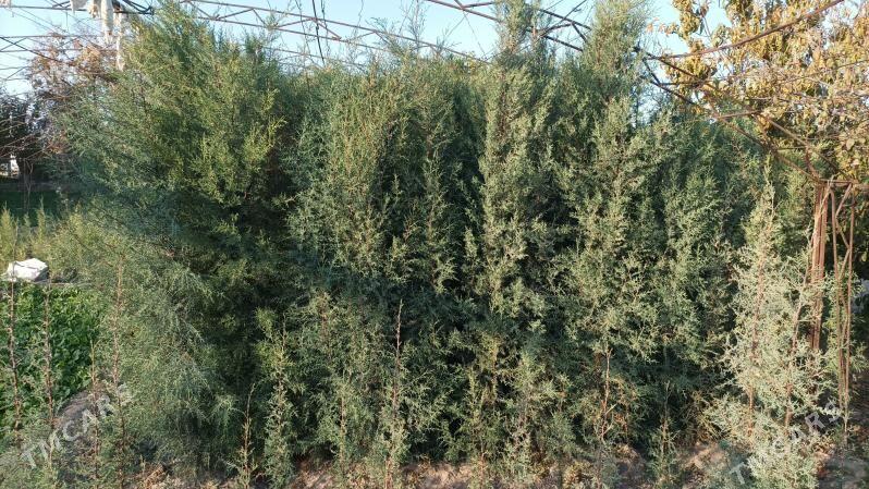 аризонка кипарис йолка - Sakar - img 3