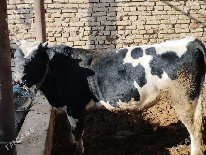 Okuz - Türkmenabat - img 2