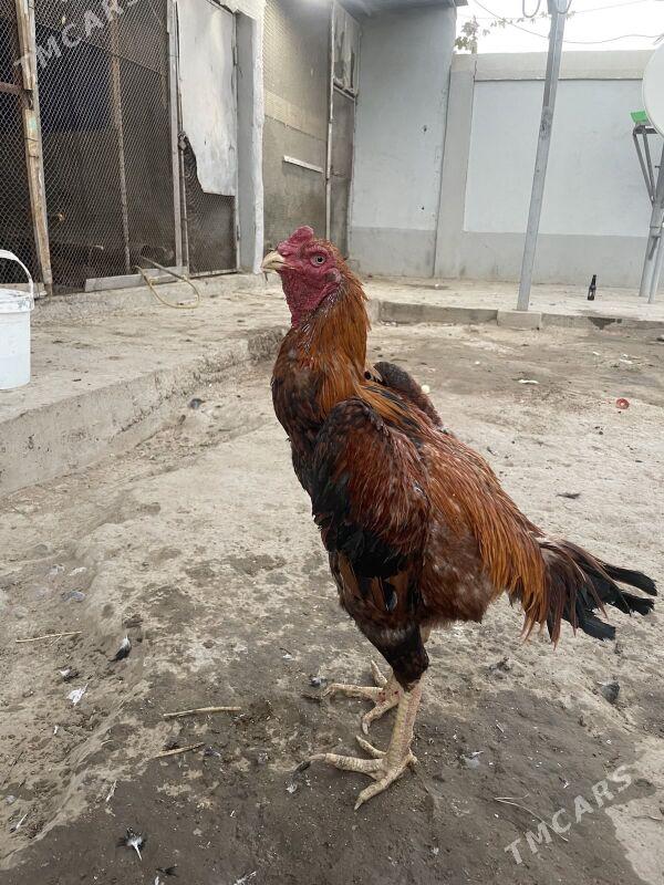 taskent horaz - Багир - img 2