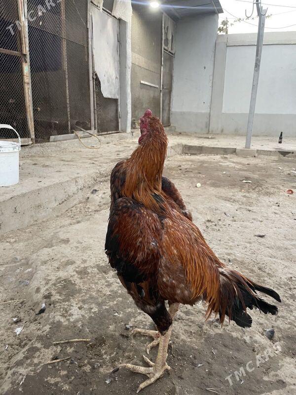 taskent horaz - Багир - img 3