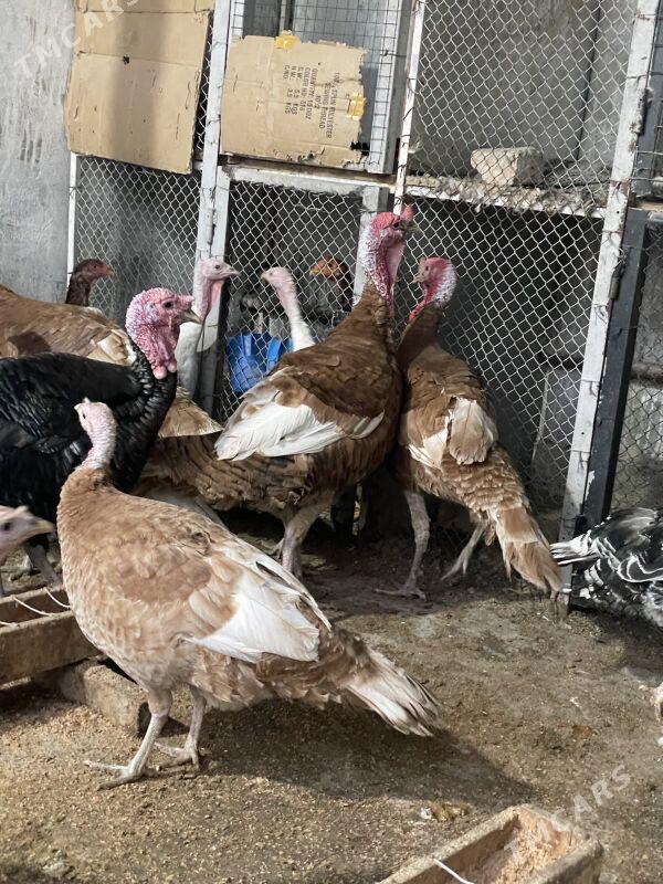 induk owgan paroda - Багир - img 2