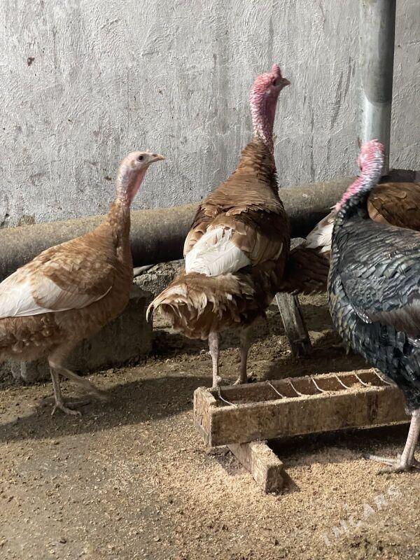 induk owgan paroda - Багир - img 3