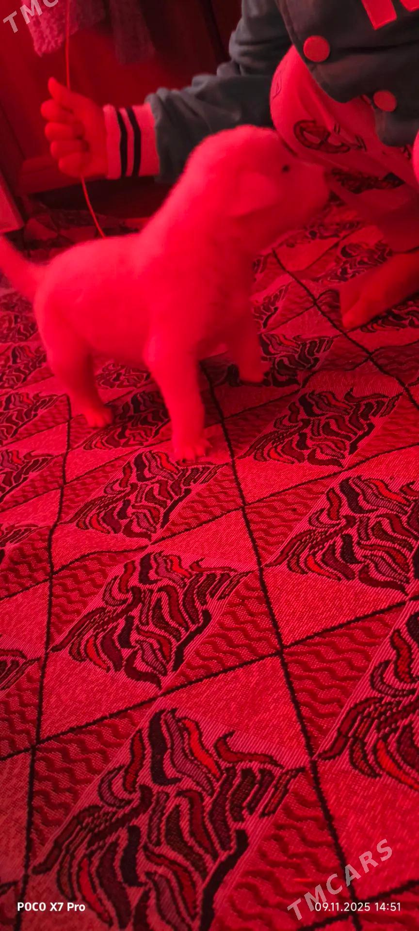 Turkmen alabay - Büzmeýin - img 3