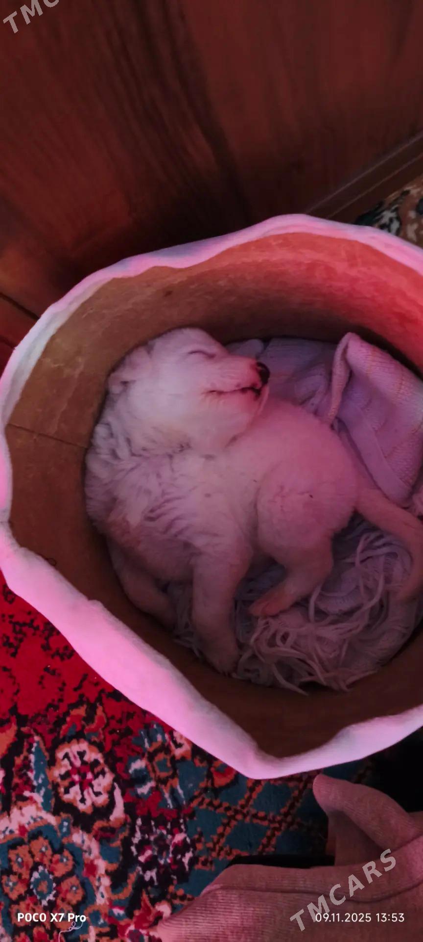 Turkmen alabay - Büzmeýin - img 2