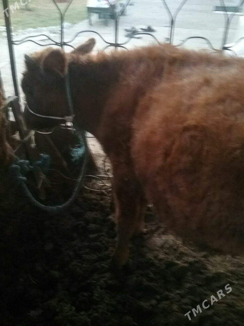 öküzçeler, - Ак-Бугдайский этрап - img 2