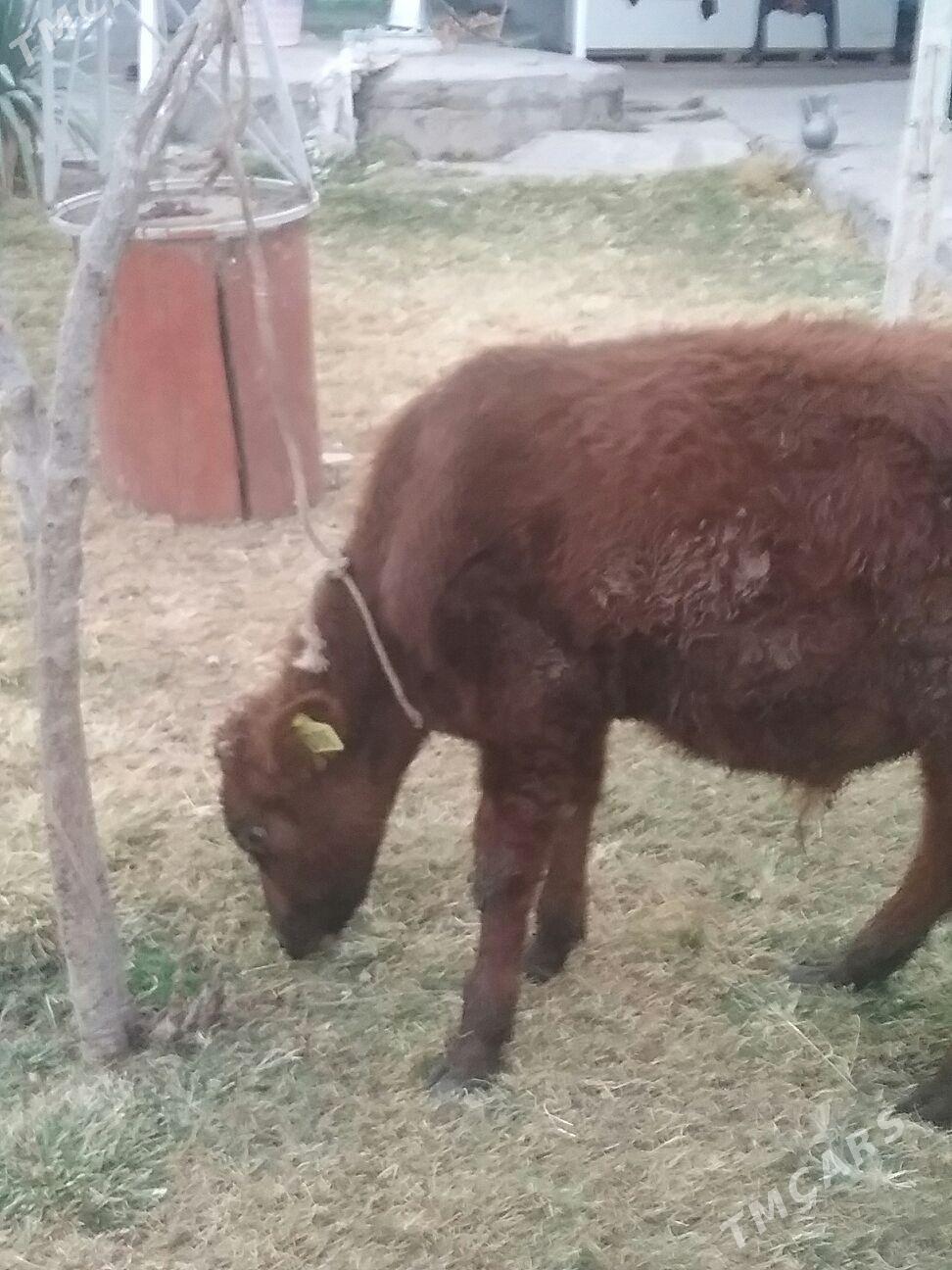 öküzçeler, - Ак-Бугдайский этрап - img 3