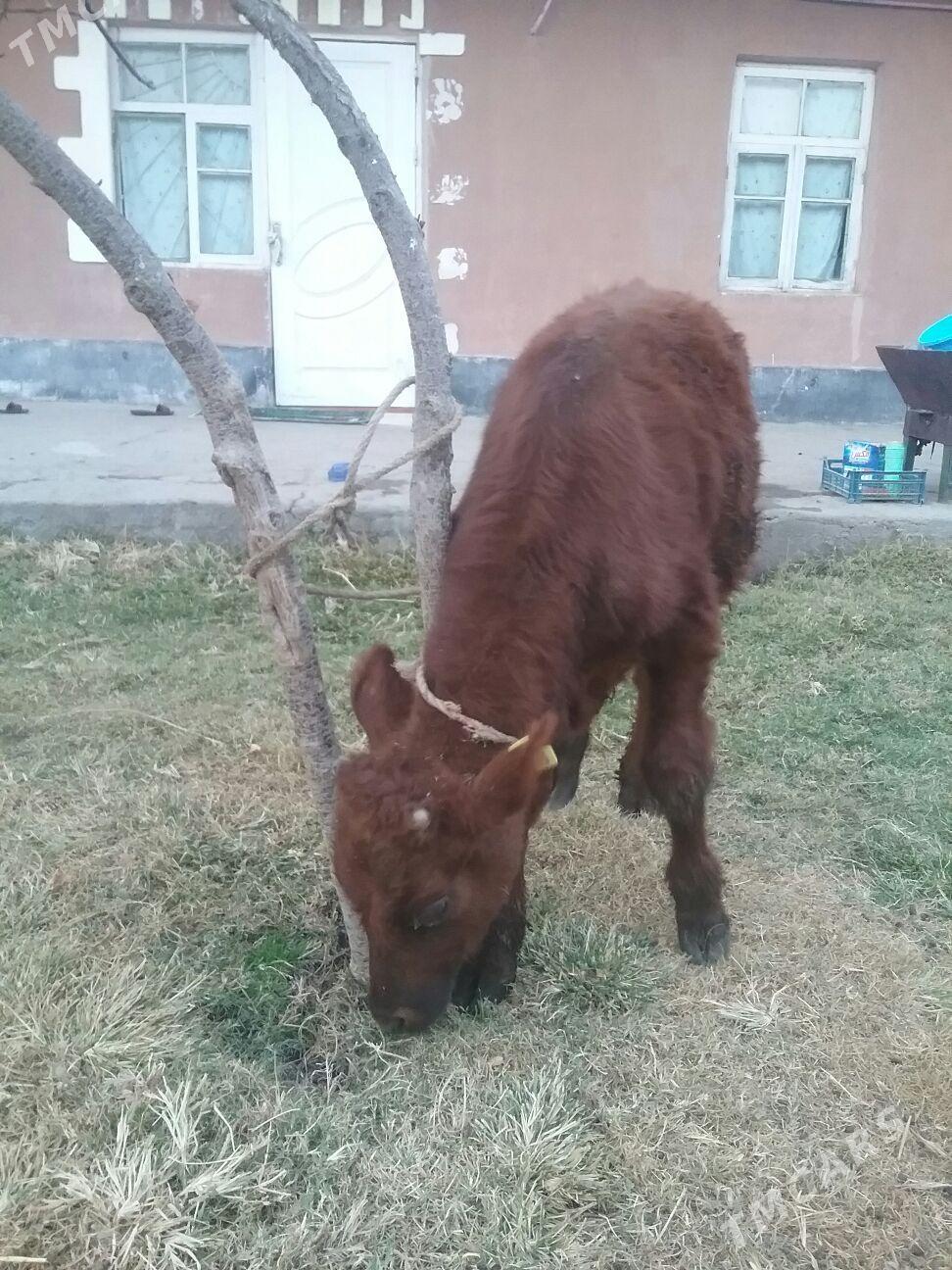 öküzçeler, - Ак-Бугдайский этрап - img 5
