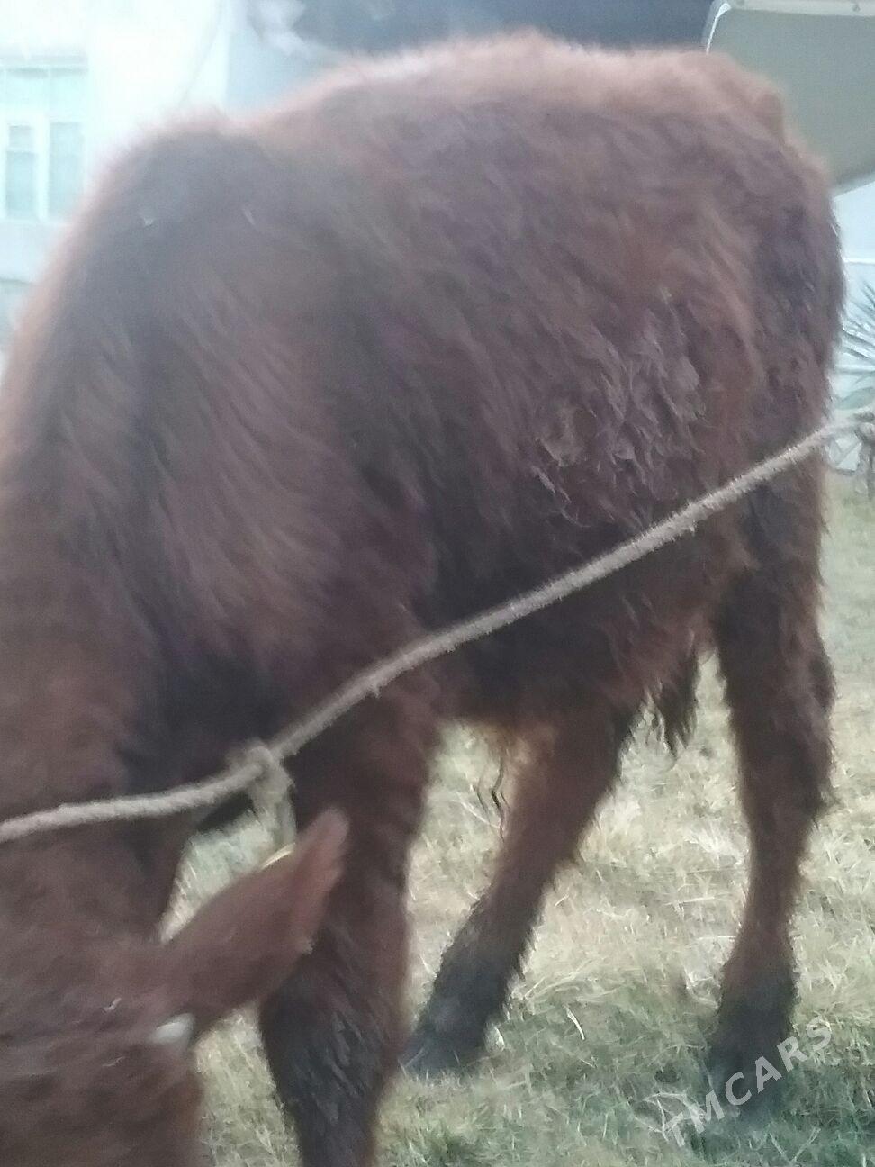 öküzçeler, - Ак-Бугдайский этрап - img 4