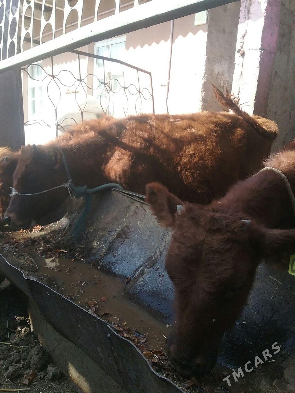 öküzçeler, - Ак-Бугдайский этрап - img 6