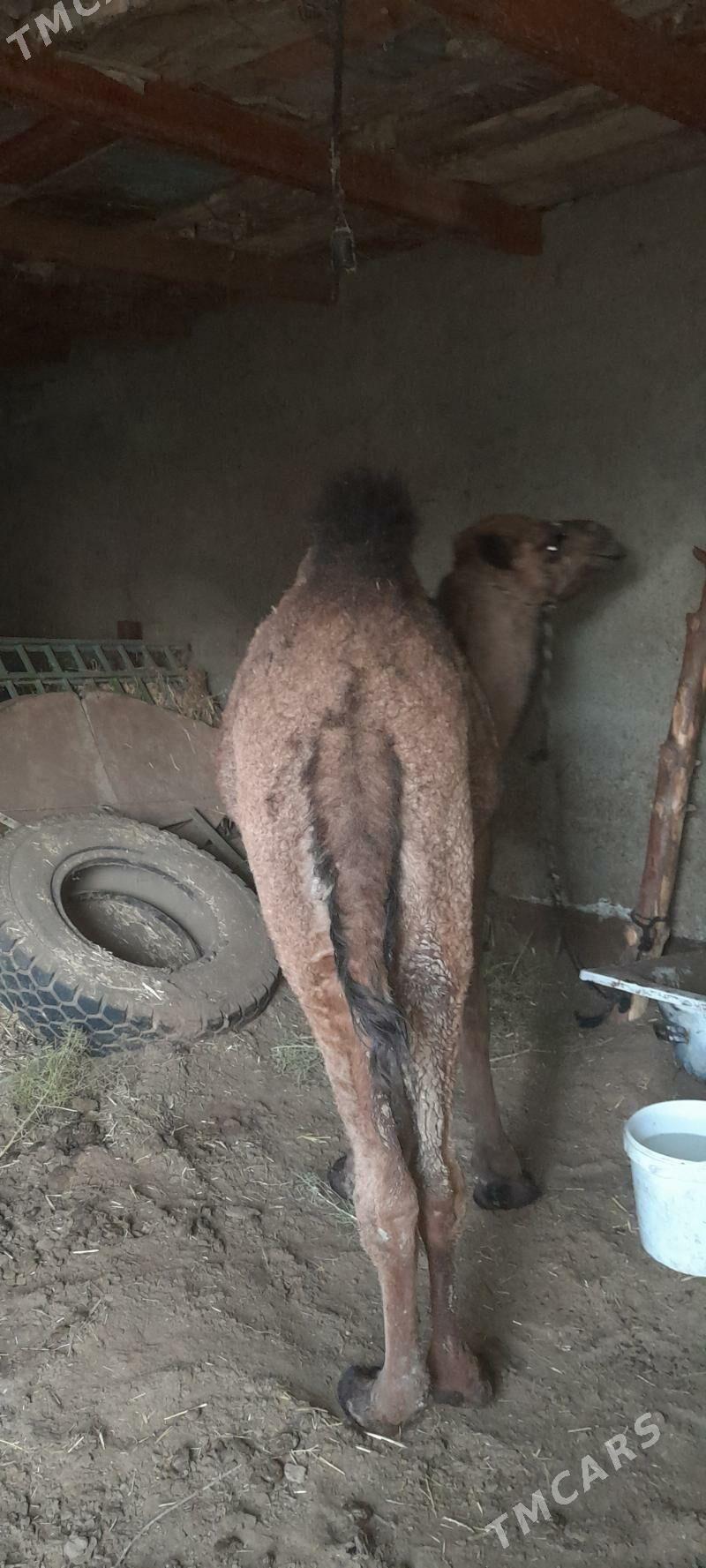 owşuk - Aşgabat - img 4