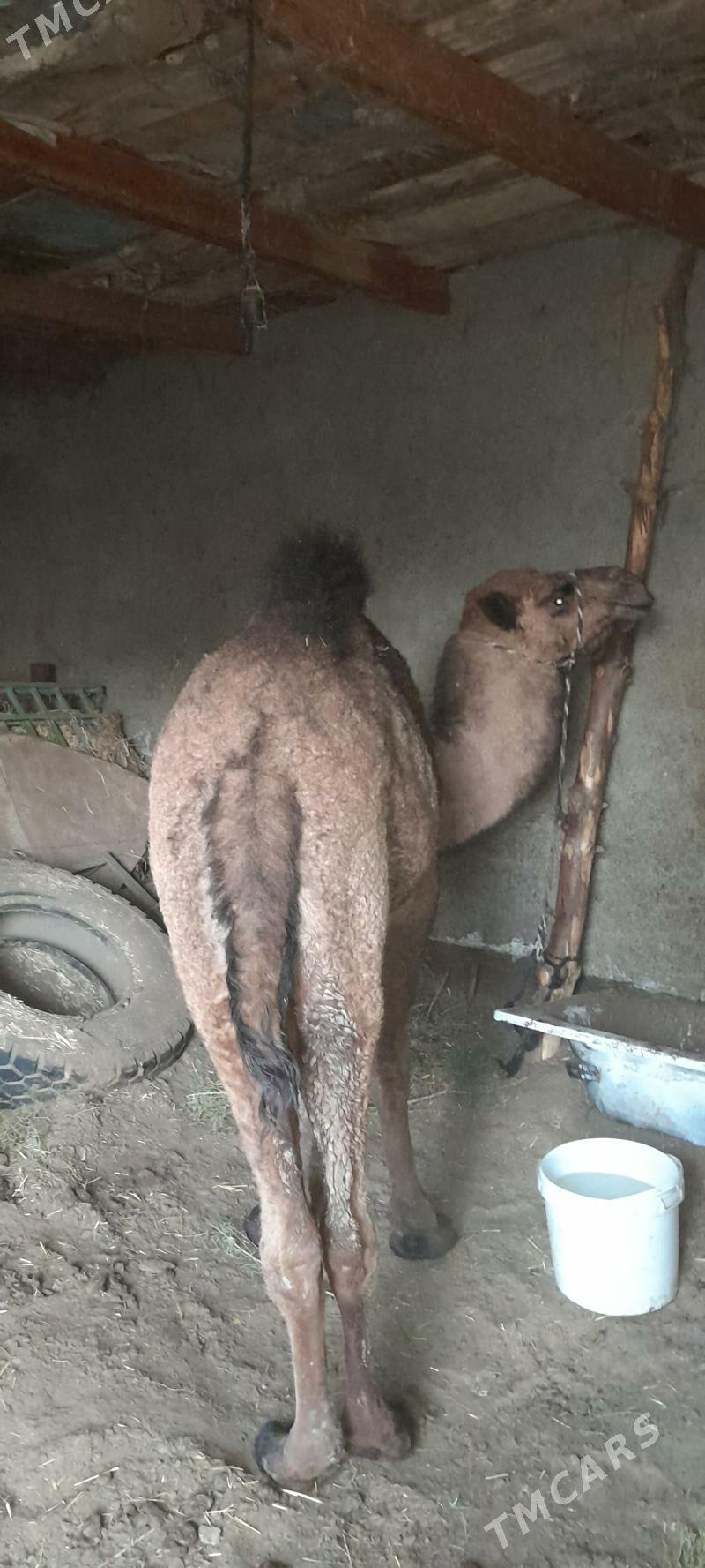 owşuk - Aşgabat - img 3